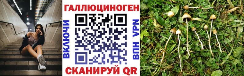 Псилоцибиновые грибы мицелий  Болохово 